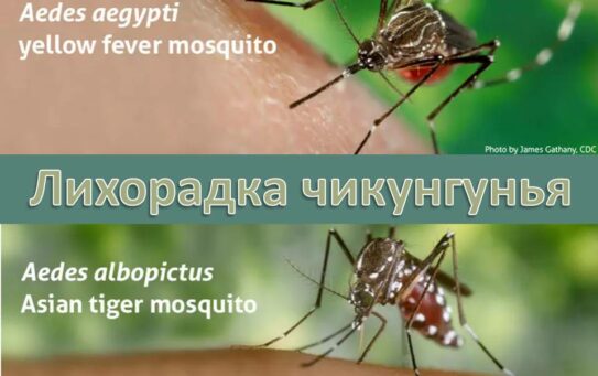 Лицам, планирующим отдых за рубежом: лихорадка чикунгунья — 04.06.2025г.