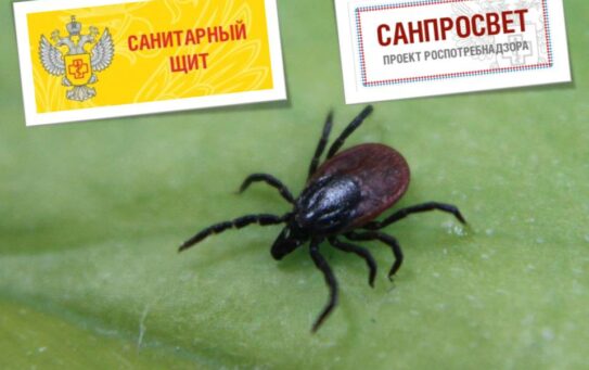 «Эпидемиологическая ситуация в регионе по инфекциям, передающимся клещами» — 23.06.2025г.