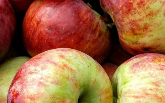 Яблочный Спас: безопасность продукции и правила ее хранения — 07.08.2026